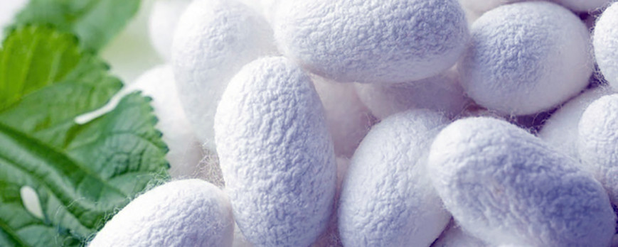Work Begins on silkworm cultivation in Lebap velayat