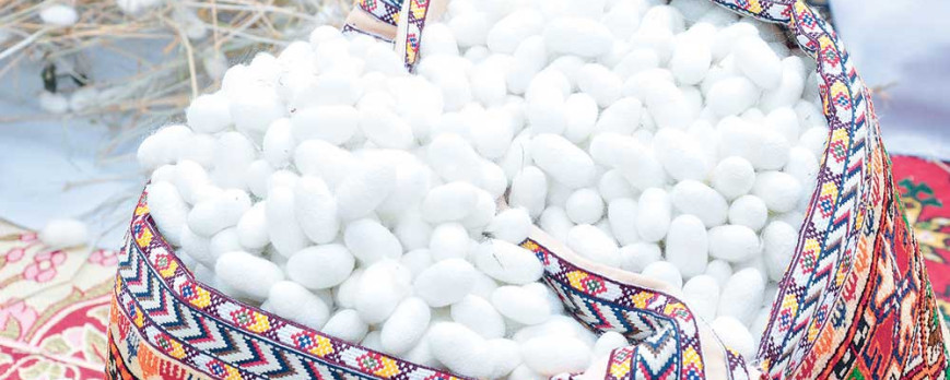 Silk producers of Kaka district aim to prepare 20 tons of raw silk cocoons