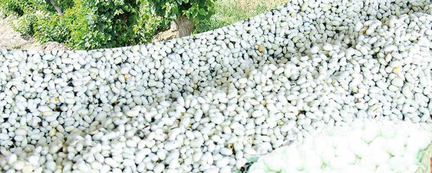 Silkworm breeders of Turkmenistan's eastern region aim to produce 1,010 tons of silk cocoons