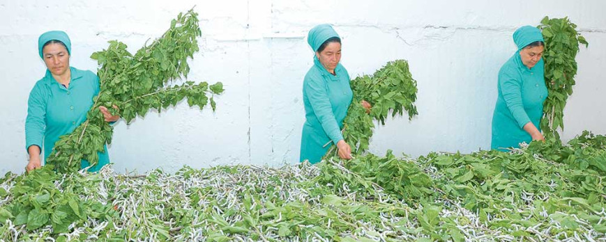 Silk producers of Geokdepe strive to harvest 24 Tons of cocoons