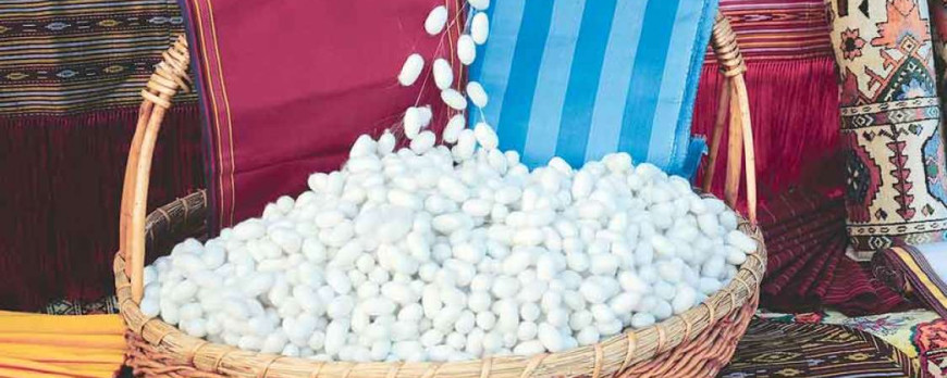 Silk Producers of Lebap Province Achieve Great Labor Success